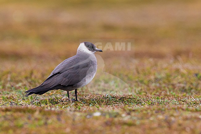 Arctic Jaeger (Stercorarius parasiticus), adult standing on the ground stock-image by Agami/Saverio Gatto,