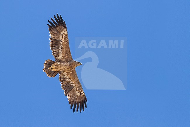 Steppe Eagle - Steppenadler - Aquila nipalensis, Oman, 4th cy stock-image by Agami/Ralph Martin,