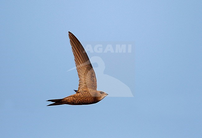 Pallid Swift (Apus pallidus) in flight in Spain. stock-image by Agami/Ran Schols,