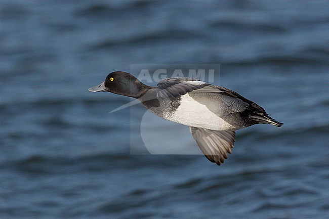 Lesser Scaup (Aythya affinis) swimming in a lagoon in Victoria, BC, Canada. stock-image by Agami/Glenn Bartley,