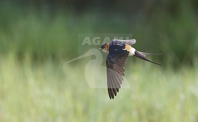 Red-rumped Swallow, Cecropis daurica, in fligth in Extremadura, Spain stock-image by Agami/Helge Sorensen,