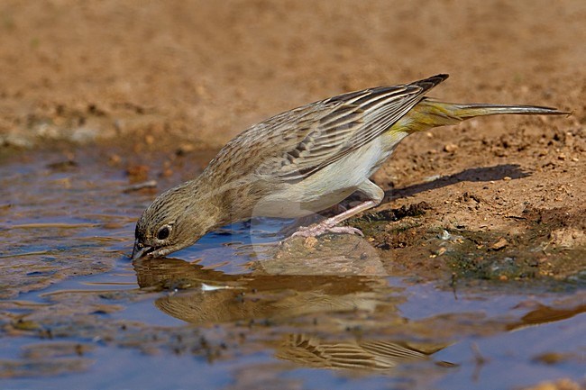 Zwartkopgors vrouwtje drinkend; Black-headed Bunting female drinking stock-image by Agami/Daniele Occhiato,