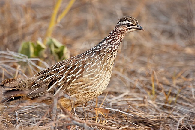 Crested Francolin, Ortygornis sephaena, in Kenya. stock-image by Agami/Roy de Haas,