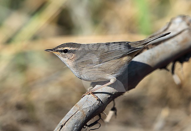 Dusky Warbler (Phylloscopus fuscatus) during autumn migration in the Ongi valley in Mongolia. stock-image by Agami/Aurélien Audevard,