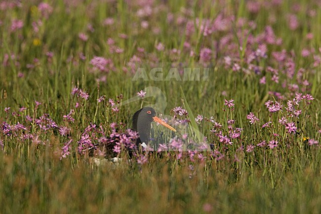 Scholekster; Eurasian Oystercatcher stock-image by Agami/Arie Ouwerkerk,