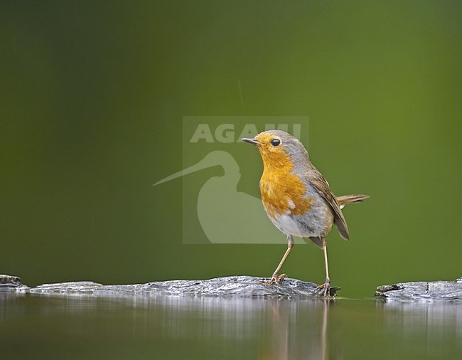 European Robin standing in water; Roodborst staand in het water stock-image by Agami/Markus Varesvuo,