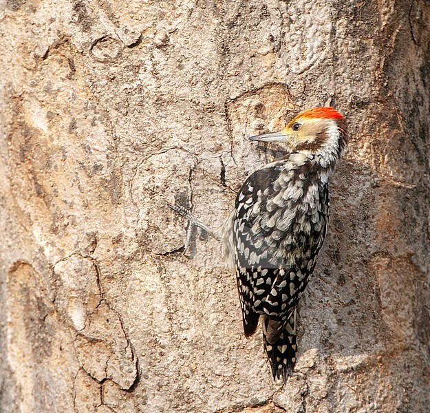 Yellow-fronted Pied Woodpecker (Leiopicus mahrattensis), also known as Mahratta woodpecker, foraging on a tree. Seen on the back. stock-image by Agami/Marc Guyt,