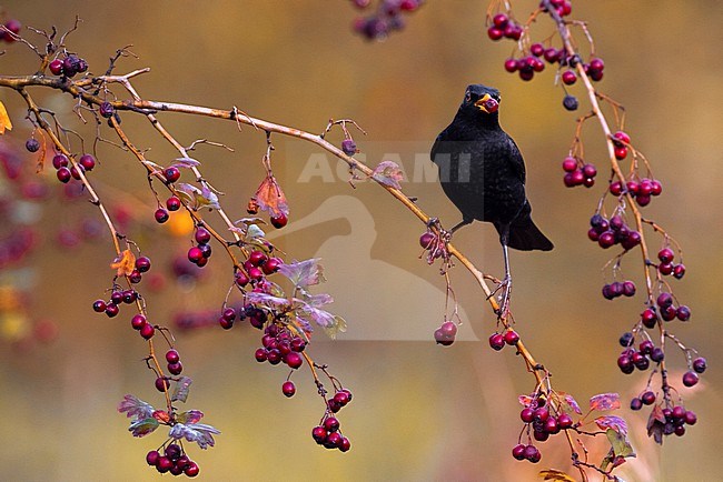 Male Eurasian Blackbird, Turdus merula, in Italy. stock-image by Agami/Daniele Occhiato,