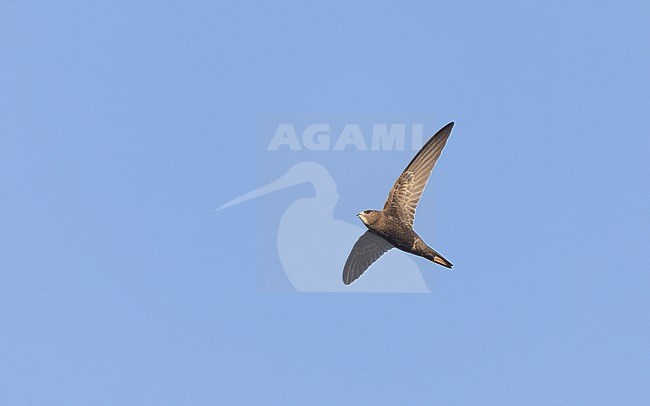 Juvenile Common Swift (Apus apus) in flight at Næstved, Denmark stock-image by Agami/Helge Sorensen,