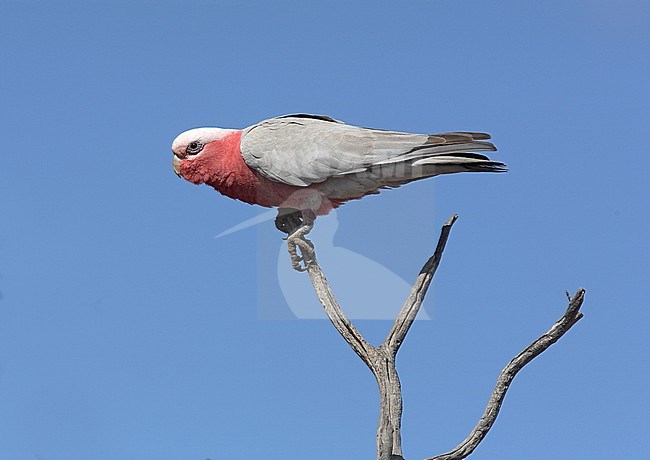 Galah (Eolophus roseicapilla) perched in a tree stock-image by Agami/Andy & Gill Swash ,