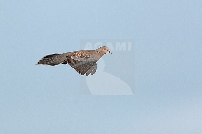 Adult Oriental Turtle Dove (Streptopelia orientalis) in flight during spring migration in China. stock-image by Agami/Marc Guyt,