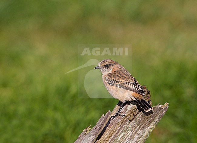 First-winter Siberian Stonechat (Saxicola maurus) on the Shetland Islands. Seen on the back, showing part of the rump. stock-image by Agami/Hugh Harrop,