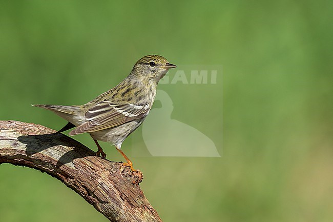 Adult female
Galveston Co., TX
April 2022 stock-image by Agami/Brian E Small,