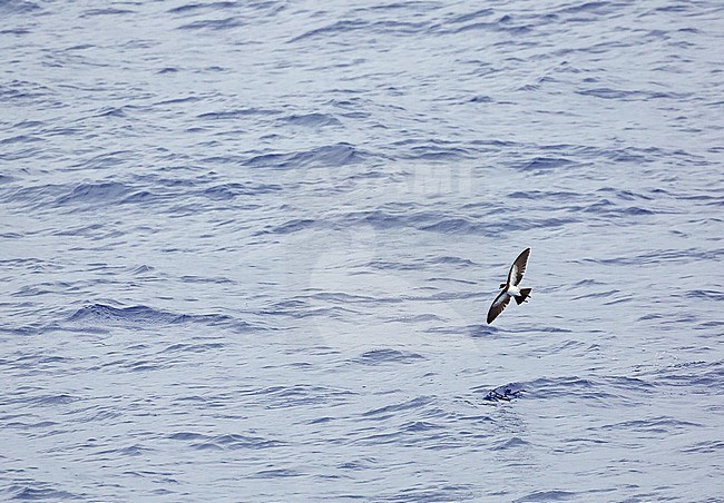 Polynesian storm petrel, Nesofregetta fuliginosa, in flight over the southern Pacific Ocean. stock-image by Agami/Pete Morris,