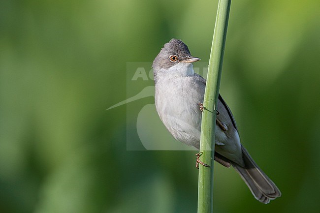 Common Whitethroat - Dorngrasmücke - Sylvia communis ssp. rubicola, Kyrgyzstan, adult male stock-image by Agami/Ralph Martin,