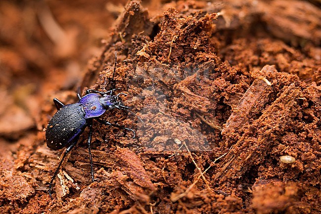 Carabus problematicus - Blauvioletter Waldlaufkäfer, Germany (Baden-Württemberg), imago, female stock-image by Agami/Ralph Martin,