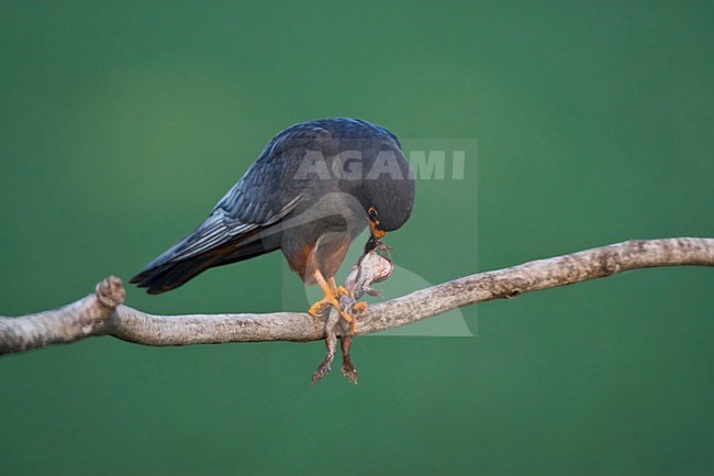 Roodpootvalk, Red-Footed Falcon, Falco vespertinus stock-image by Agami/Marc Guyt,