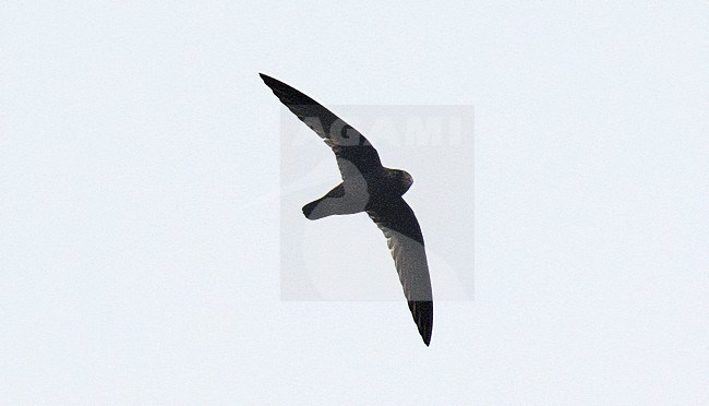 White-chinned Swift (Cypseloides cryptus) in Ecuador. Flying high in the sky. stock-image by Agami/Dani Lopez-Velasco,