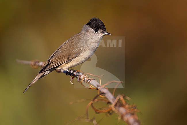 Male Blackcap (Sylvia atricapilla) in Italy. stock-image by Agami/Daniele Occhiato,