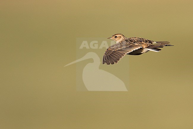 Adult Japanese Skylark (Alauda japonica kiborti) during spring season in Russia (Baikal). stock-image by Agami/Ralph Martin,