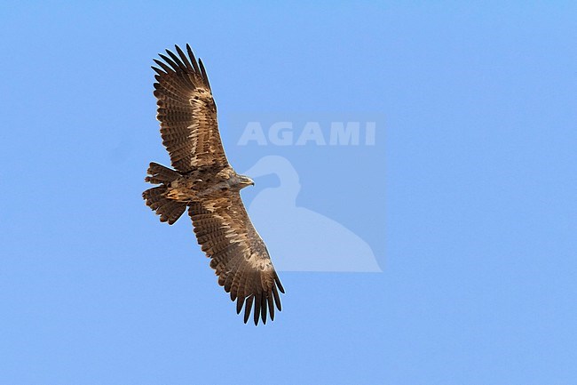 Steppe Eagle (Aquila nipalensis orientalis), bottom view of immature migrating over Sinai Peninsula stock-image by Agami/Saverio Gatto,