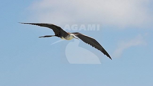 Amerikaanse Fregatvogel in vlucht; Magnificent Frigatebird (Fregata magnificens) in flight stock-image by Agami/Glenn Bartley,