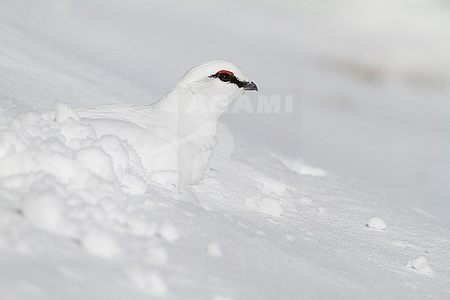 Adult male Alps Rock Ptarmigan (Lagopus muta helvetica) in Alp mountains in Germany during winter. Sitting in snow cave for resting and comfort and warmth. stock-image by Agami/Ralph Martin,