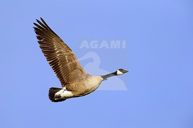 Adult 
Maricopa Co., AZ
January 2015 stock-image by Agami/Brian E Small,