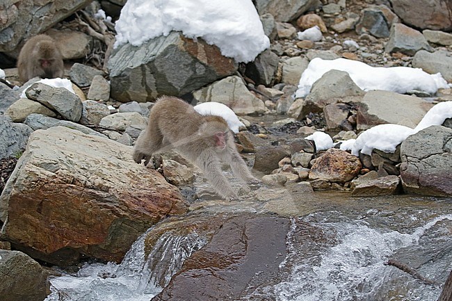 Japanese macaque or Snow Monkey (Macaca fuscata) in the snow stock-image by Agami/Pete Morris,