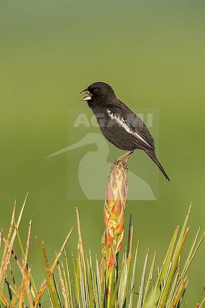 Adult male breeding
Weld Co., CO
June 2023 stock-image by Agami/Brian E Small,