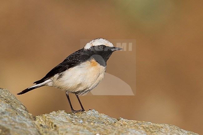 Cyprus Wheatear - Zypernsteinschmätzer - Oenanthe cypriaca, Cyprus, adult male stock-image by Agami/Ralph Martin,