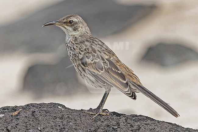 Hood mockingbird (Mimus macdonaldi), also known as the Española mockingbird, on the Galapagos Islands, part of the Republic of Ecuador. stock-image by Agami/Pete Morris,