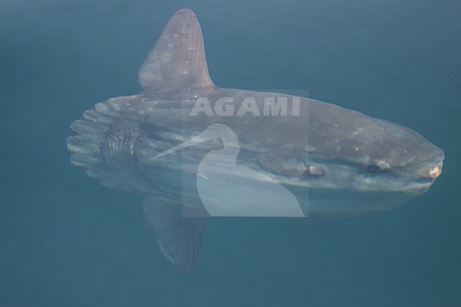 Ocean sunfish (Mola mola), near the surface, seen by transparency. stock-image by Agami/Sylvain Reyt,