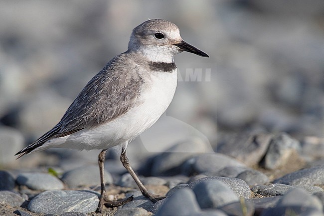 Adult Wrybill (Anarhynchus frontalis) standing in a river bed in Glentanner Park, South Island, New Zealand. The only species of bird in the world with a beak that is bent sideways one way. stock-image by Agami/Marc Guyt,