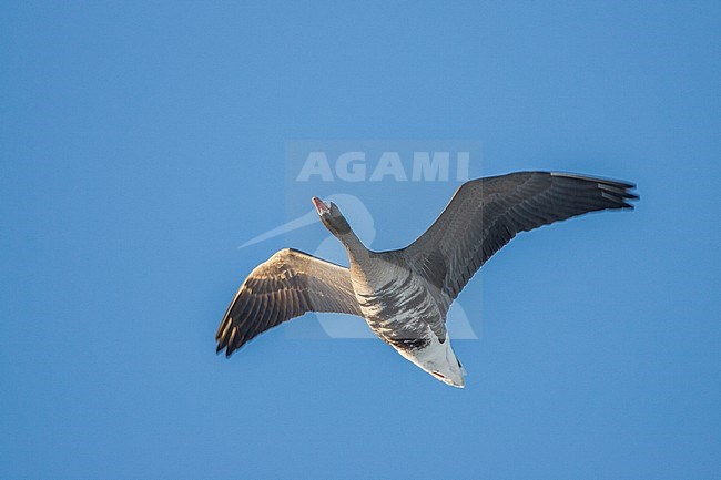 Kolgans vliegend; Greater White-fronted Goose flying stock-image by Agami/Menno van Duijn,