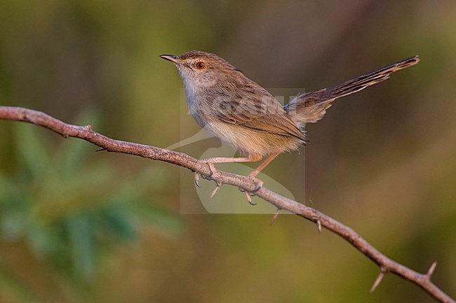 Gestreepte Prinia op een takje; Graceful Prina perched on a twig stock-image by Agami/Daniele Occhiato,