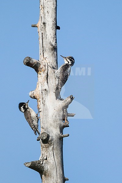 Three-toed Woodpecker - Dreizehenspecht - Picoides tridactylus ssp. tridactylus, Russia (Baikal), adult, pair stock-image by Agami/Ralph Martin,