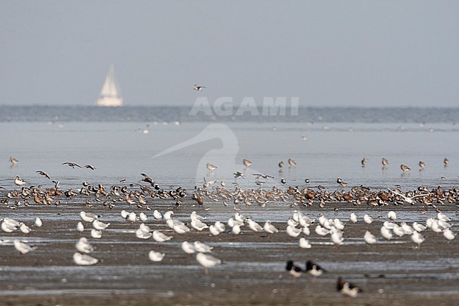 Grote groepen vogels in Westhoek; Bird flocks at Westhoek stock-image by Agami/Marc Guyt,