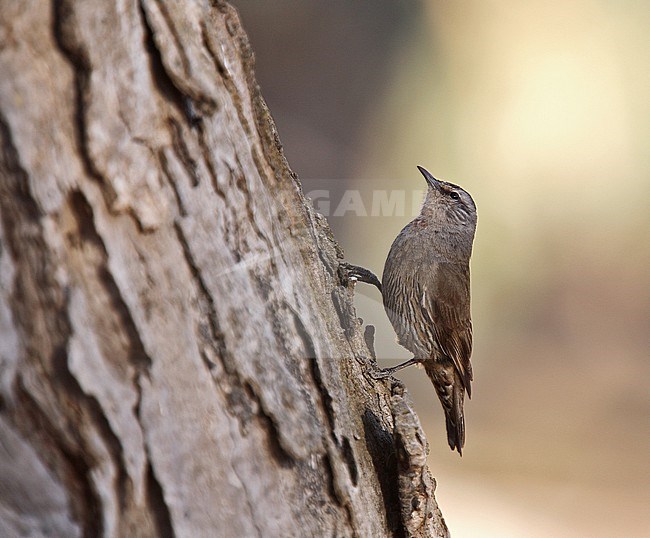Brown Treecreeper (Climacteris picumnus) in Australia. stock-image by Agami/Andy & Gill Swash ,