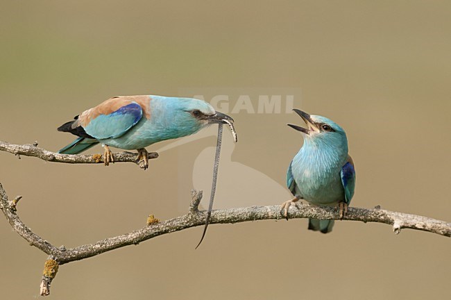 Scharrelaar slang gevend aan partner; European Roller handing over snake to partner stock-image by Agami/Bence Mate,