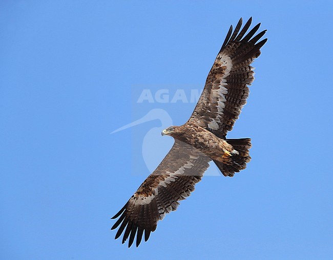 Third-year Steppe Eagle (Aquila nipalensis) wintering at Salalah in Oman. Bird in flight, seen from below. stock-image by Agami/Aurélien Audevard,