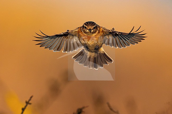 European Stonechat (Saxicola rubicola) in Italy. stock-image by Agami/Daniele Occhiato,