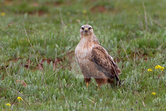 Arendbuizerd volwassen in zit, Long-legged Buzzard adult perched stock-image by Agami/Daniele Occhiato,