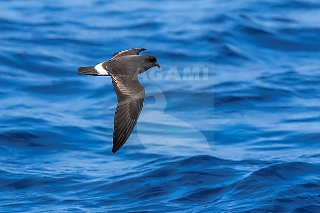 Grant's Band-rumped Storm-Petrel (Hydrobates castro) aka Band-rumped Storm-Petrel (Oceanodroma castro) flying off Graciosa, Azores, Portugal. stock-image by Agami/Vincent Legrand,