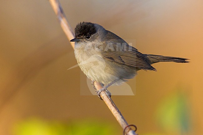 Zwartkop; Blackcap; Sylvia atricapilla stock-image by Agami/Daniele Occhiato,