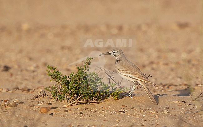Greater Hoopoe-Lark (Alaemon alaudipes) at Bab al Shams, Dubai, UAE stock-image by Agami/Helge Sorensen,