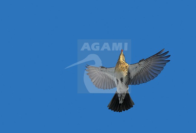 Fieldfare flying; Kramsvogel vliegend stock-image by Agami/Markus Varesvuo,