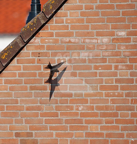 Gierzwaluw vliegend voor een huis; Common Swift flying in front of a house stock-image by Agami/Marc Guyt,