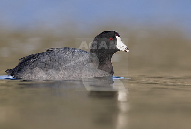 Adult American Coot (Fulica americana) in North-America. Swimming in a lake. stock-image by Agami/Dubi Shapiro,