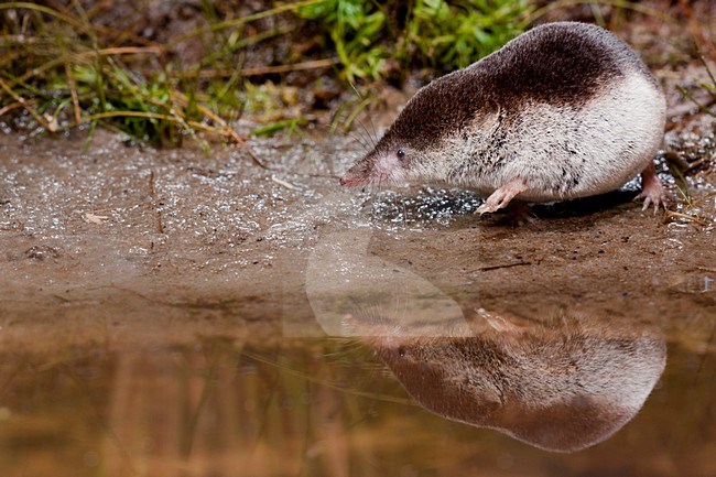 Bosspitsmuis bij water, Common Shrew near water stock-image by Agami/Theo Douma,